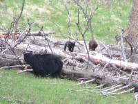 Mama bear and cubs